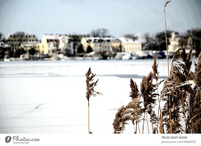 Ein heller Wintertag am Tiefen See (Havel), der fast zugefroren und Schnee bedeckt den Blick von braunem Schilfgras im Vordergrund auf die gegenüber liegenden weich gezeichneten Häuser der Berliner Vorstadt von Potsdam lenkt