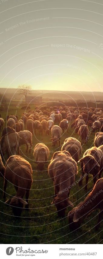 901 schafe Schaf Schafherde Sonnenuntergang Abenddämmerung Landwirtschaft Verkehr mehrere