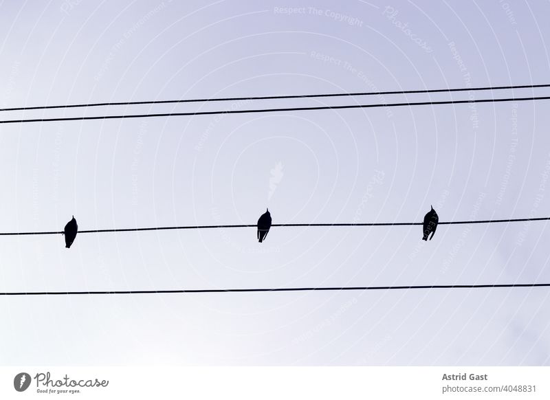 Drei Stare sitzen auf einer Stromleitung vögel stromleitung noten luft himmel kabel stromkabel neugierig reihe schwarz putzen warten fliegen treffen treffpunkt