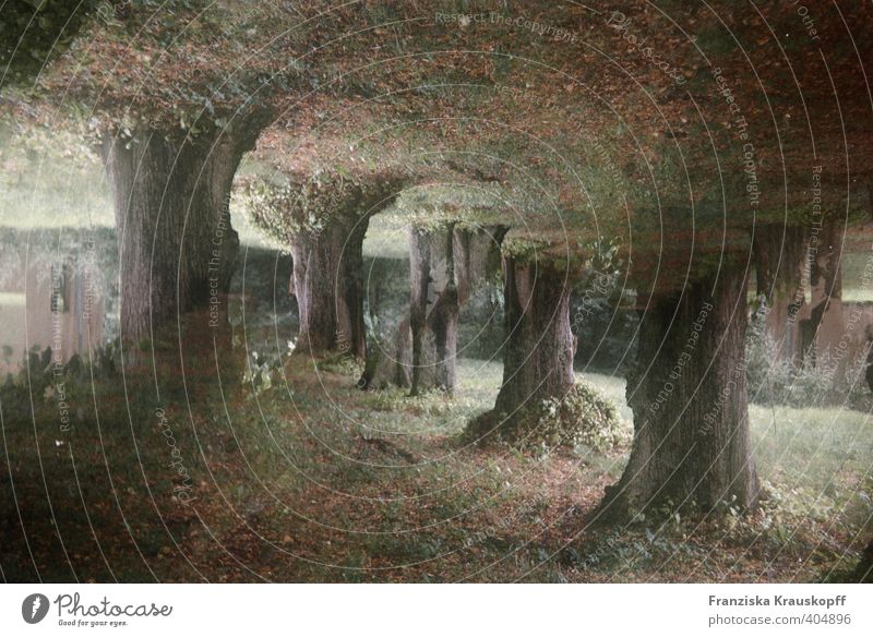 Tunnel Landschaft Pflanze Erde Sommer Baum Moos Park Wald außergewöhnlich bedrohlich dunkel fantastisch Unendlichkeit gruselig braun grün Überraschung träumen