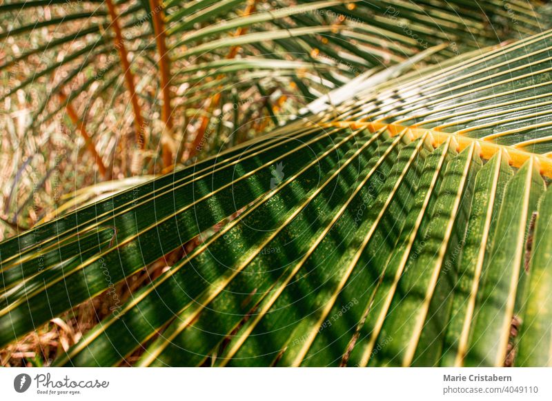 Nahaufnahme von Kokosnussbaumblättern tropisches Klima Sommer Kokosnussblätter Kokospalme grün sonnig abschließen Textur Muster Natur keine Menschen Sommerzeit