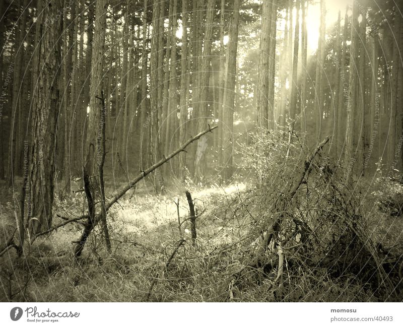 keltenwald Wald Stimmung Holz Kelten mystisch