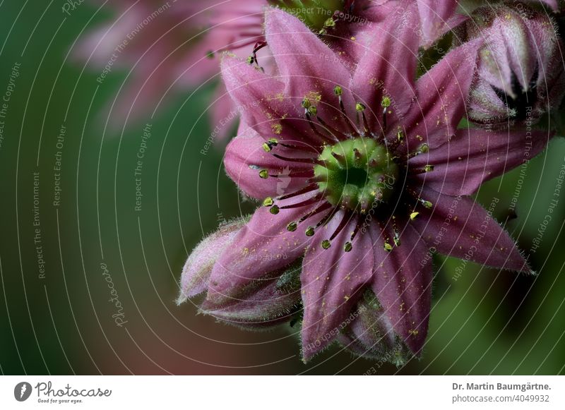 Blühend Sempervivum arachnoideum Blume Blütezeit Spinnennetz Hauswurz Crassulaceae Sukkulente Rosetten mehrjährig alpin Nahaufnahme