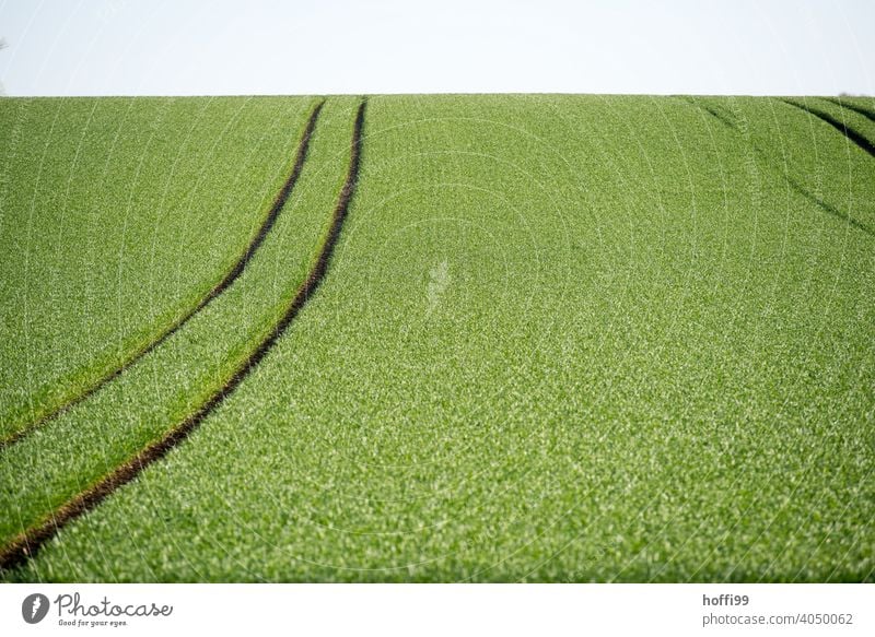 Getreidefelde im vollen Frühlingsgrün Weizenfeld Korn Wachstum Trecker Spuren Feld Umwelt Lebensraum insektensterben artensterben Monokultur-Landwirtschaft