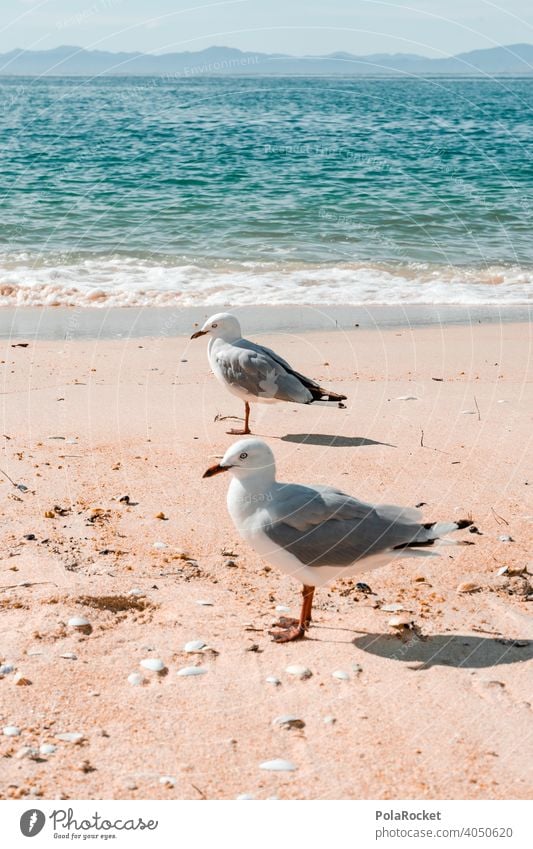 #AS# Möwenglück möwen Möwenschwarm Strand Möwenvögel Farbfoto Strandleben Meer fliegen Natur Außenaufnahme Menschenleer Flügel Tier Küste Vogel muscheln
