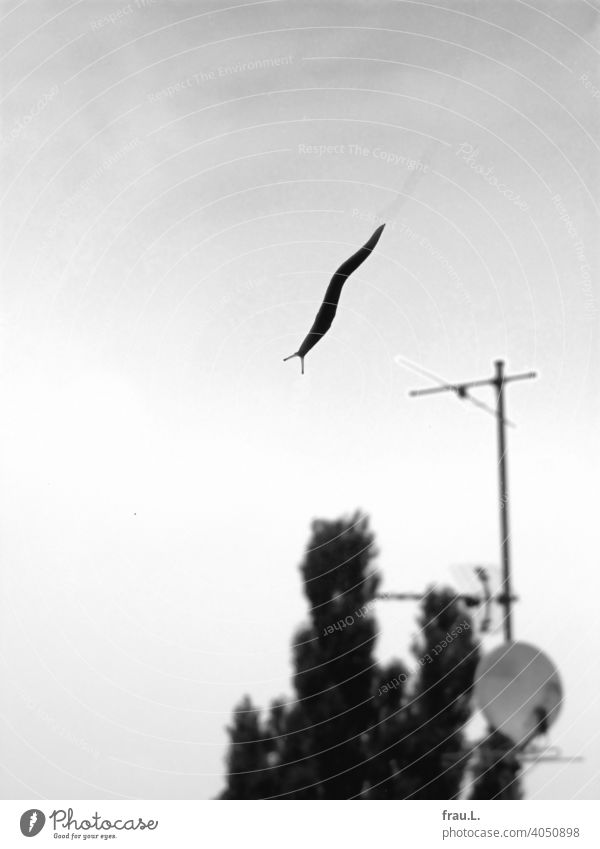 Eine Flugschnecke Fenster Baum Schnecke Schüssel Himmel Antenne kriechen klein Tier Natur Fühler Sturzflug
