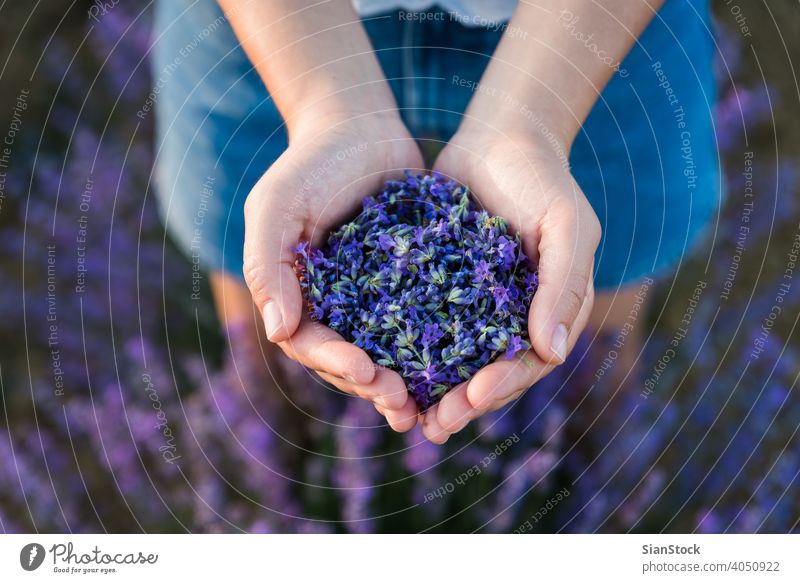 Frau Hände gefüllt mit frischen Lavendelblüten, Ansicht von oben Saatgut Gesundheit Aromatherapie natürlich Natur purpur Blume aromatisch Schönheit Verkauf
