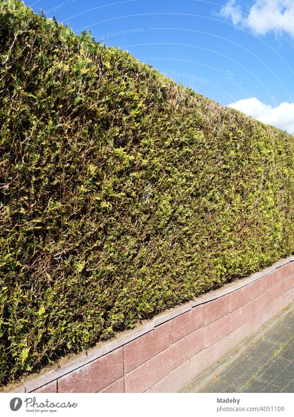 Niedrige Mauer mit akkurat geschnittener grüner Hecke im Sommer bei Sonnenschein in Oerlinghausen bei Bielefeld am Hermannsweg im Teutoburger Wald in Ostwestfalen-Lippe