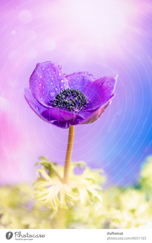 Makro Aufnahme einer violetten Kronen Anemone Blume lila Blüte Pflanze Blühend Natur Schwache Tiefenschärfe Garten Nahaufnahme Makroaufnahme Frühling Anemonen