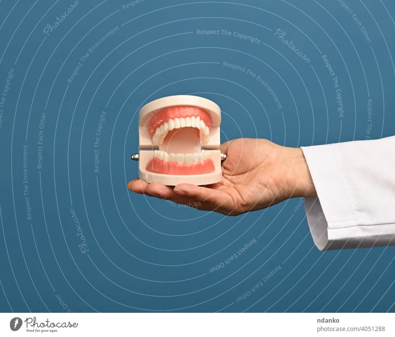 Sanitäterin im weißen Kittel hält ein Plastikmodell eines menschlichen Kiefers medizinisch Medizin Model Mund mündlich kieferorthopädisch Kieferorthopäde
