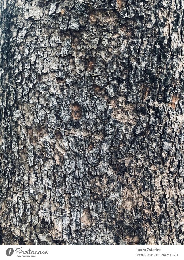 Näher am Baum und der Natur Baumstamm Kofferraum Baumrinde Rinde Wald Holz Pflanze braun Textur texturiert Holzstruktur texturierter Hintergrund alt natürlich