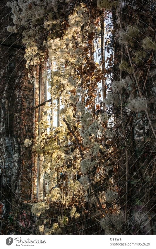 Sonnenlicht durch Fenster mit ehemals grüner Waldrebe Ruine Wand Verfall Mauer Vergänglichkeit alt kaputt Ranken Pflanzen Gestrüpp Fenstersprossen Architektur