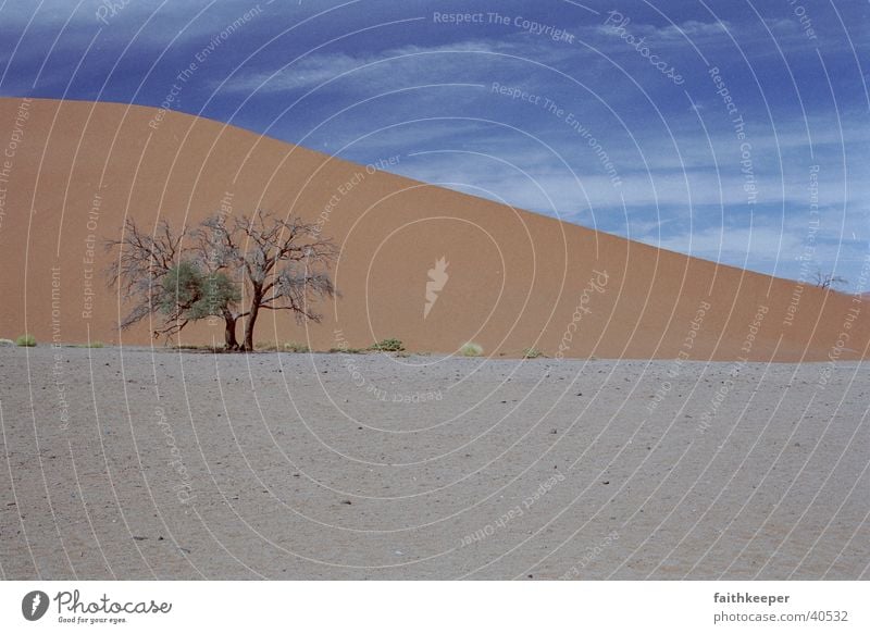 red desert Namibia Baum Wüste Blauer Himmel Landschaft Sonenschein