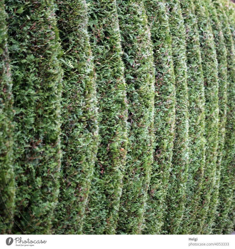 Wellenschnitt - Thuja-Hecke mit außergewöhnlichem Formschnitt Lebensbaum Heckenschnitt Pflanze Natur grün Außenaufnahme Garten Menschenleer Grünpflanze Umwelt