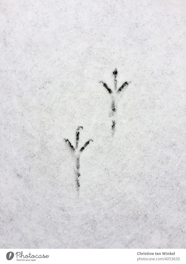 Zarte Vogelspuren im Schnee Fährte Fußabdrücke Fussabdrücke im Schnee Vogelkralle Spuren Winter kalt weiß Fußspur Außenaufnahme Wege & Pfade Schneedecke Frost