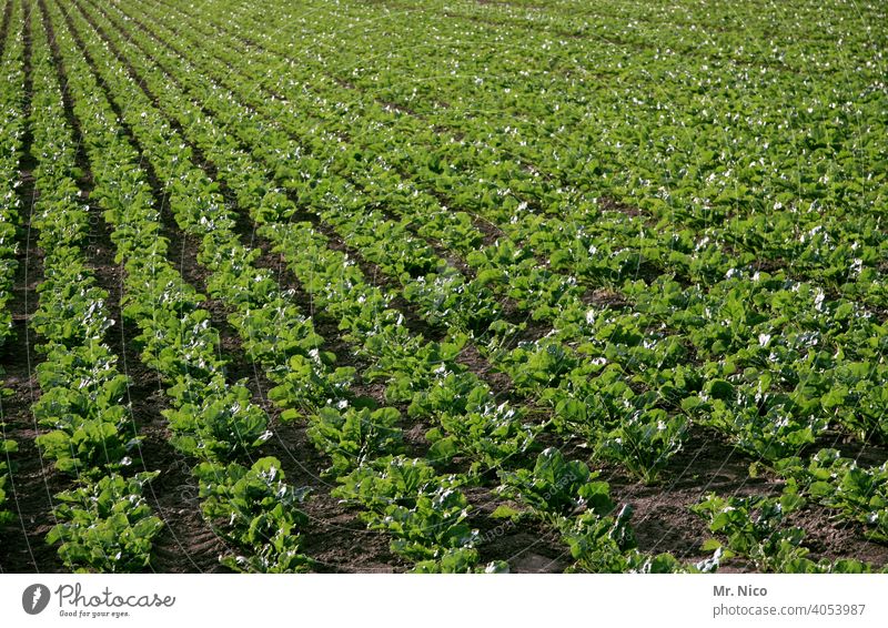 frischer Salat Gesunde Ernährung Vegetarische Ernährung Bioprodukte Lebensmittel Ackerland Wachstum Natur Nutzpflanze Ackerbau Umwelt Reihe Gemüse Feld acker