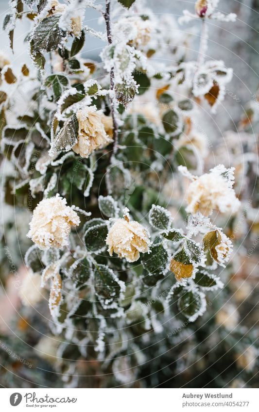 Gefrorene Gelbe Rose Busch in Winter Frost bedeckt Canyon Grafschaft Januar Lowell-See Schatztal wilson Wilson-Federn kalt tagsüber Dezember Element geblümt