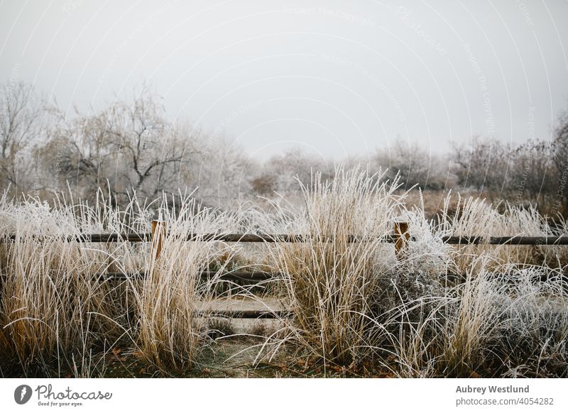 Frost auf Bäumen und Pflanzen Idaho Winterlandschaft Canyon Grafschaft Abfluss Januar Lowell-See Schatztal wilson Wilson-Federn Großer Blaustern Weihnachten