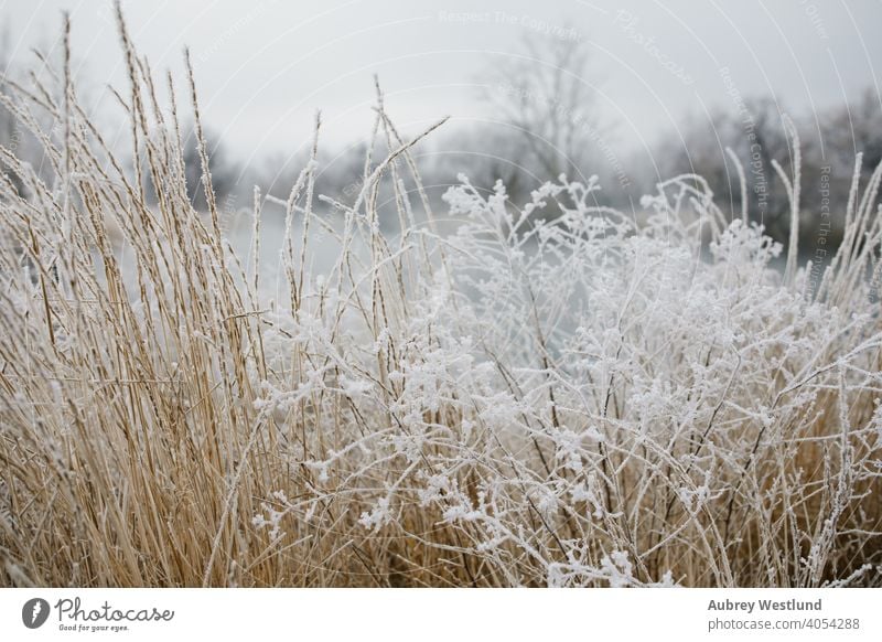 Frost auf hohem Gras im Winter Canyon Grafschaft Abfluss Januar Lowell-See Schatztal wilson Wilson-Federn Großer Blaustern Weihnachten kalt tagsüber Dezember