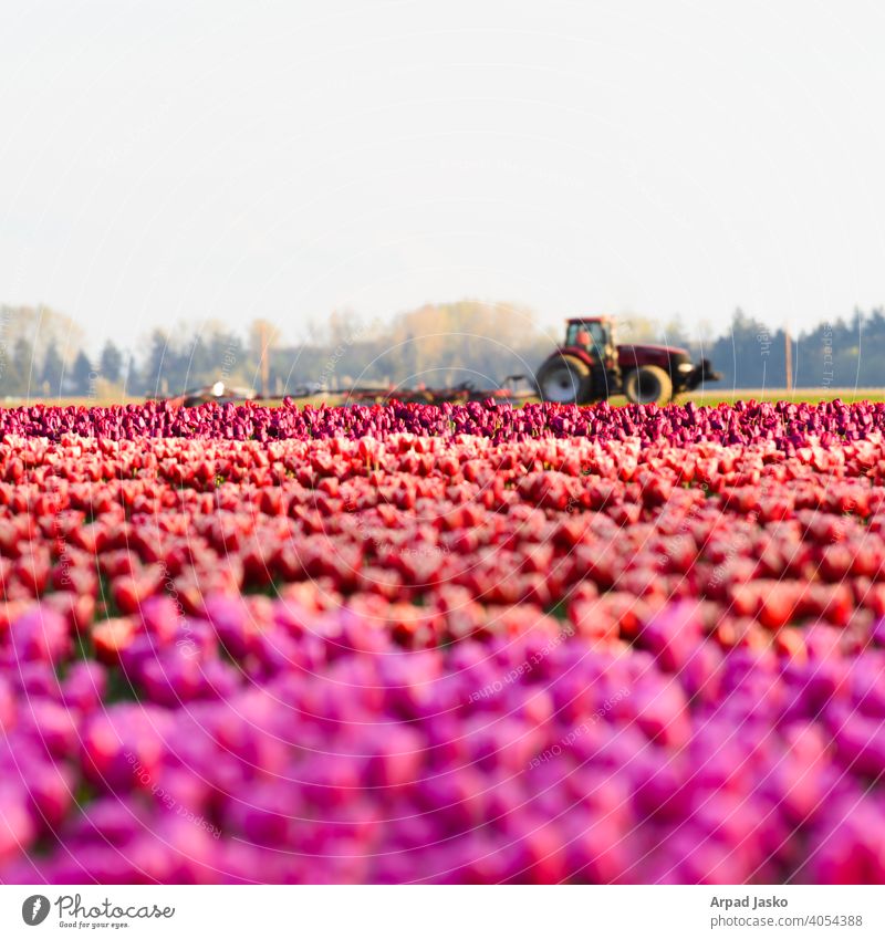 Kandisfarmer LANDSCHAFTEN 2015 Landschaften botanisch Industrie Natur Blume Blütezeit Flora purpur geblümt Wiese Tulpen im Freien Bereiche rot orange