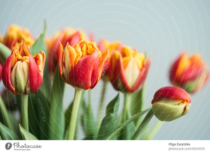 Blumenstrauß aus roten Tulpen. Frühling orange Hintergrund Mutter Tag Postkarte geblümt März blau Schönheit Textfreiraum Nahaufnahme