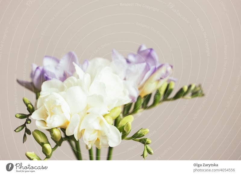 Blumenstrauß aus weißen und fliederfarbenen Freesien. Frühling Pastell geblümt Blüte Fliederbusch Hintergrund Schönheit romantisch grün hell Farbe filigran