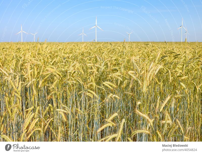 Getreidefeld mit Windmühlen im Hintergrund. Feld Ackerbau Bauernhof Ernte Himmel Umwelt Technik & Technologie Natur Elektrizität Mühle alternativ regenerativ
