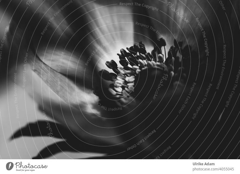 Anemone - Licht und Schatten Schwarzweißfoto Makroaufnahme Nahaufnahme Detailaufnahme Freisteller Hintergrund neutral Unschärfe Menschenleer Studioaufnahme