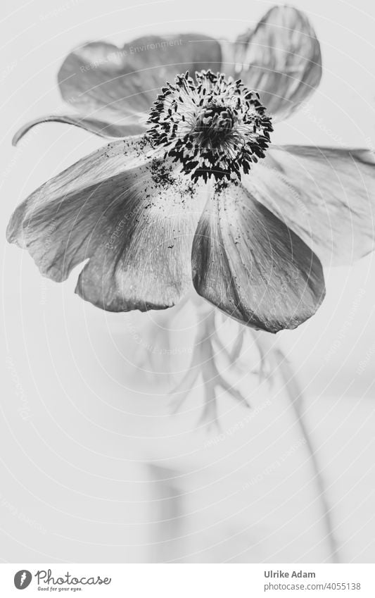 Blüte der Anemone in schwarzweiß filigran zart Windröschen Anemone coronaria Kronen-Anemone elegant Design Wellness harmonisch Zufriedenheit Erholung Meditation