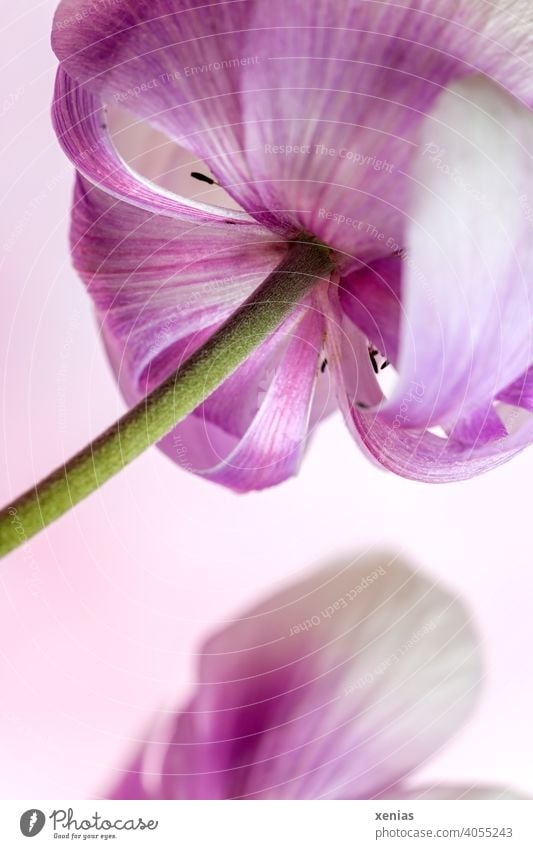 Leicht geöffnete rosa Tulpenblüte mit grünem Blütenstängel aus der Froschperspektive offen Blume Frühlingsblume Pflanze Blühend Detailaufnahme Blütenblatt