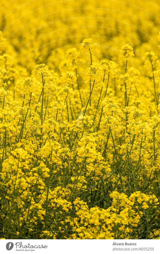 Gelbe Rapsblüten in einem kultivierten Feld, Aragon, Spanien. Blumen gelb Farbe Bereiche Ackerbau Bodenbearbeitung Monokultur Pflanze Brassica napus