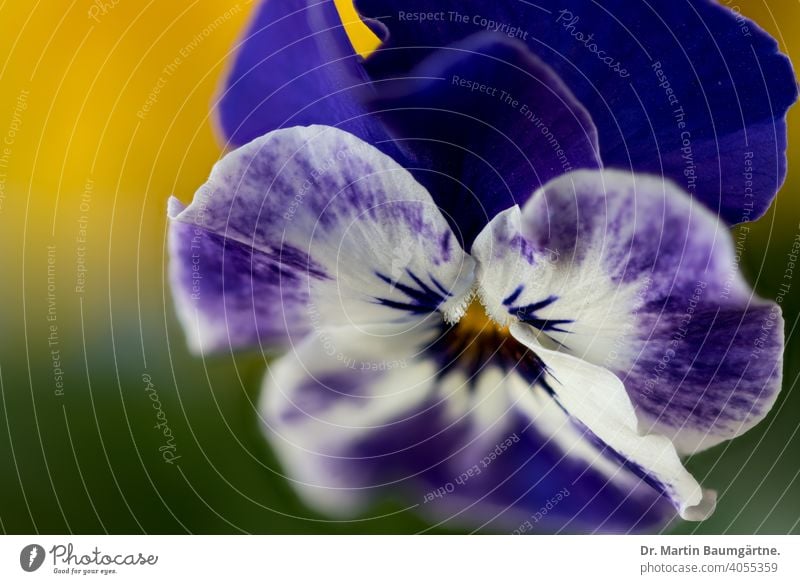 Viola cornuta, Stiefmütterchen, blaue Sorte Hornveilchen Violaceae Frühjahrsblüher Blume Blüte Staude Pflanze Veilchengewächse