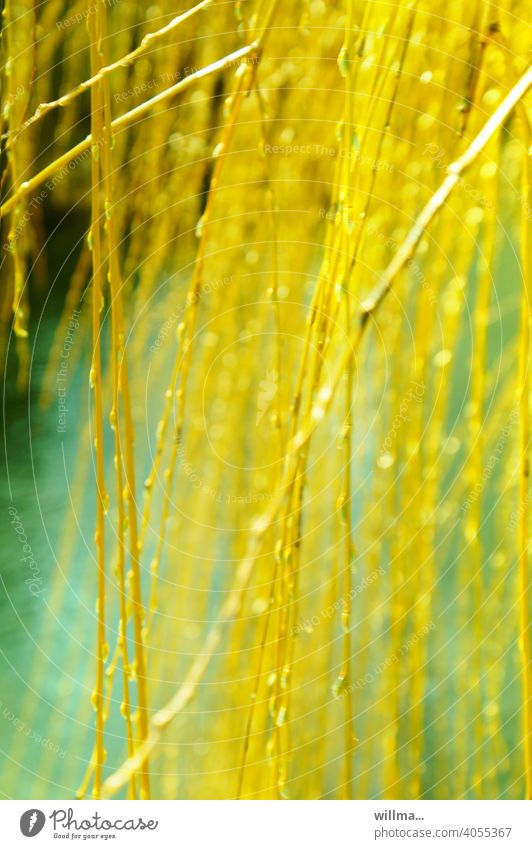 Goldregen der Trauerweide am Fluss Zweige Frühling golden gelb Knospen Zweige u. Äste März Natur Weide Weidenzweige