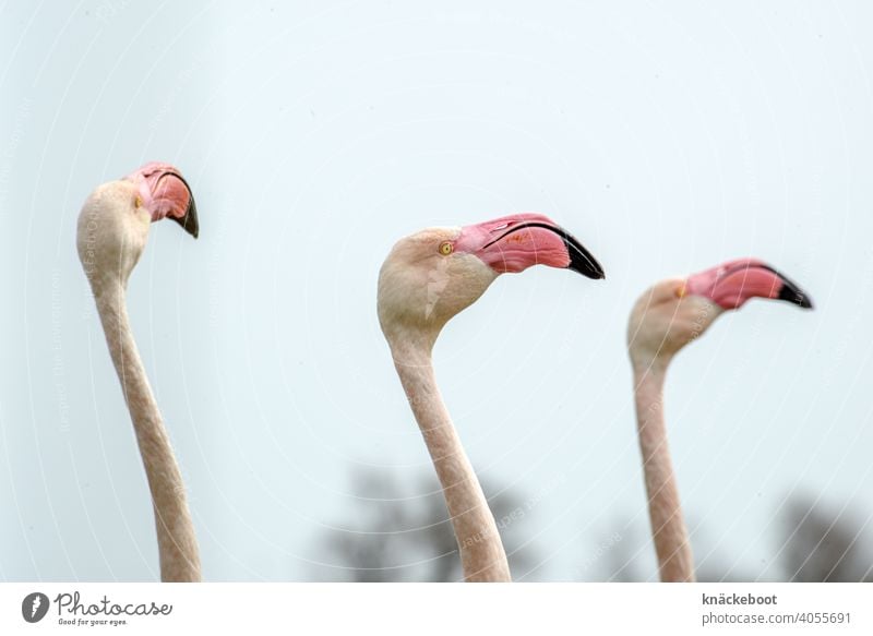Flamingo Vogel Flamingos - ein lizenzfreies Stock Foto von Photocase
