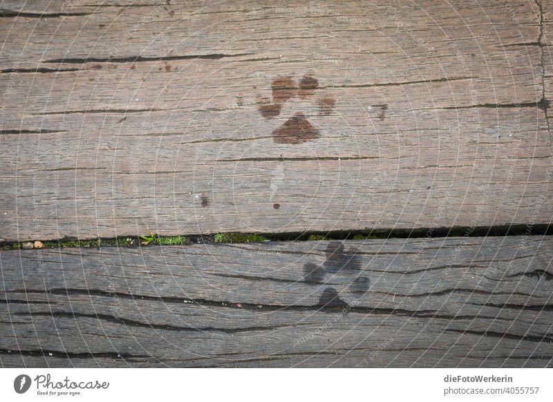 Nasse Pfotenabdrücke auf einem Holzsteg Boden Textur Farblos Haustier Tier Hund