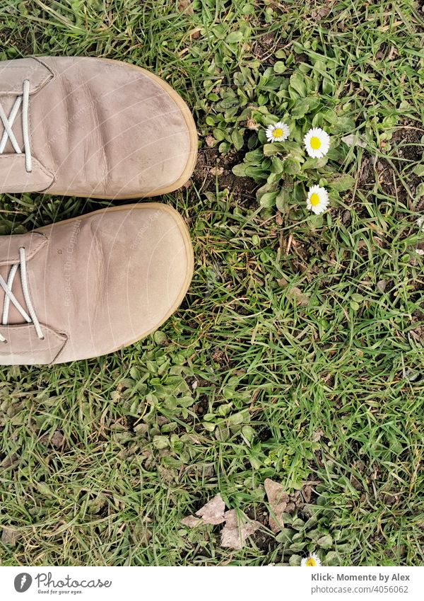 Schuhe im Gras mit Gänseblümchen Blume Wiese grün Frühling Natur Pflanze Außenaufnahme Tag