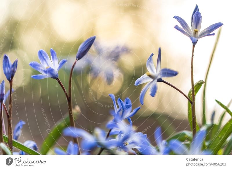 Im Frühling blüht das Blausternchen verblühen Natur Pflanze Flora Blume Blütenblatt Garten Tag Tageslicht Lila Violett Grün wachsen Orange Himmel Zwiebelblüher