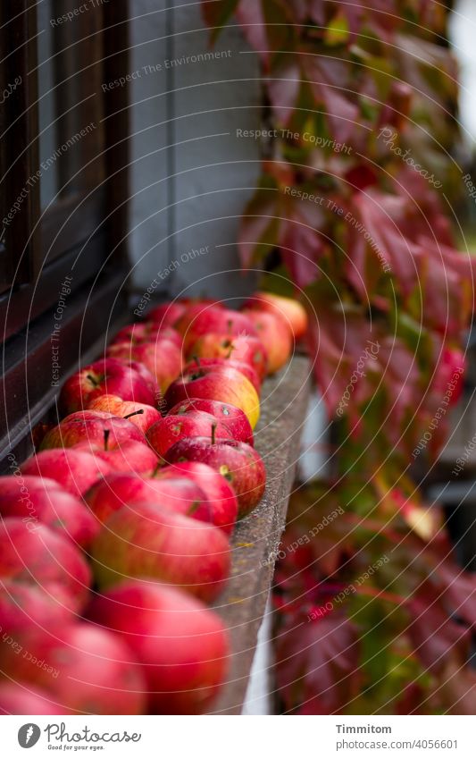 Äpfel auf Fensterbank, wilder Wein dazu Apfel reif Haus Wand Wilder Wein Herbst Selbstversorger Harmonie Pflanze Frucht Lebensmittel organisch frisch Ernte