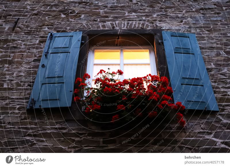der letzte macht das licht aus... ruhig idyllisch Idylle Fensterladen Pflanze Gebäude Häusliches Leben Haus Fassade Gardine Außenaufnahme Farbfoto Wand Mauer