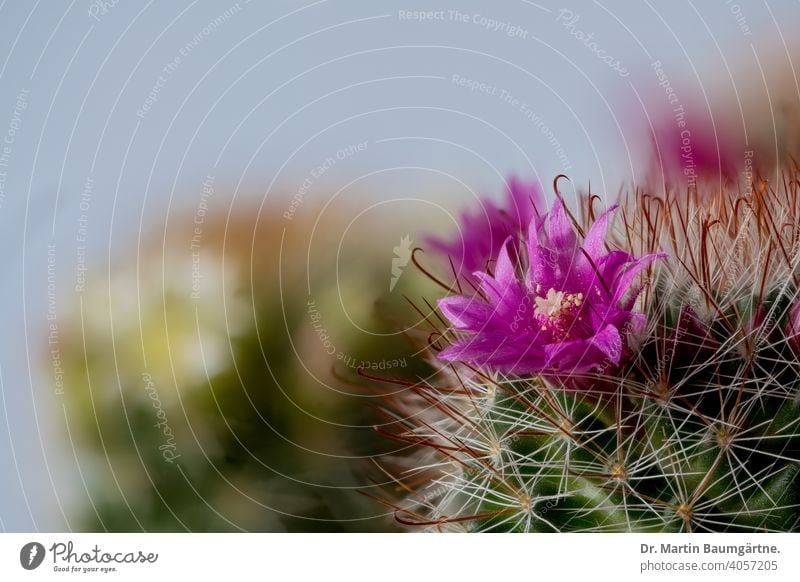 Ein Mammillariakaktus aus Mexiko Kaktus blühend Blüte Jungpflanze Pflanze Sukkulente Cactaceae