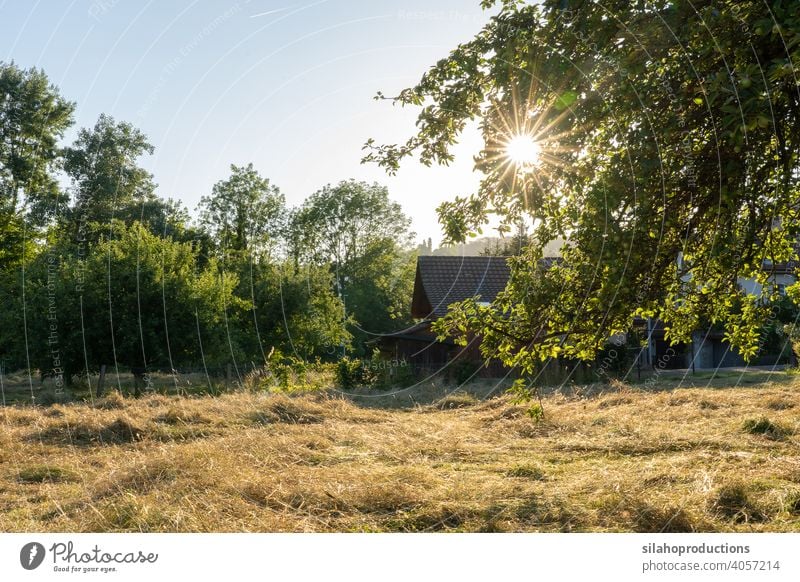 Sliced ​​dry hay in summer in evening sun with shed and forest in the background. Branch with leaves in the right foreground. Sun star between leaves. Rural scene, Switzerland.