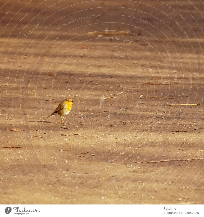 Rotkehlchens Laufsteg Natur Vogel Außenaufnahme Wildtier Farbfoto Tier Menschenleer Freiheit Umwelt frei Vögel natürlich Tag Schönes Wetter Singvogel gelb braun