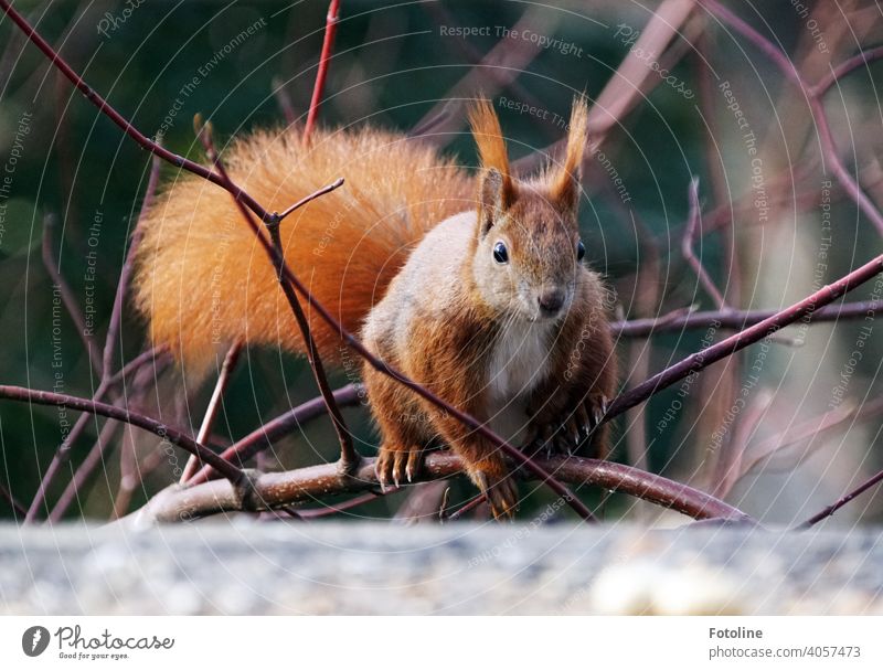 Hast du ne Nuss für mich? Fragt sich das süße rote Eichhörnchen auf den Ästen eines Strauches. Tier Natur niedlich Wildtier Farbfoto Außenaufnahme 1 Tag