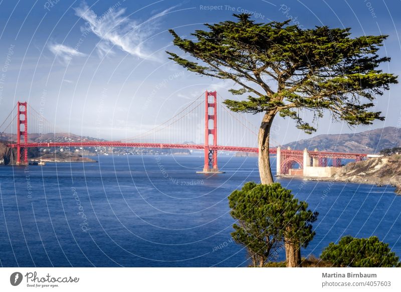 Golden Gate Brücke umrahmt von einer Zypresse San Francisco Goldenes Tor francisco Marinekopfland reisen Meer Architektur Wahrzeichen golden Tourismus Großstadt
