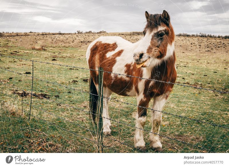 Pony Auf Dem Bauernhof Pferd Ponys Esel ländlich Land