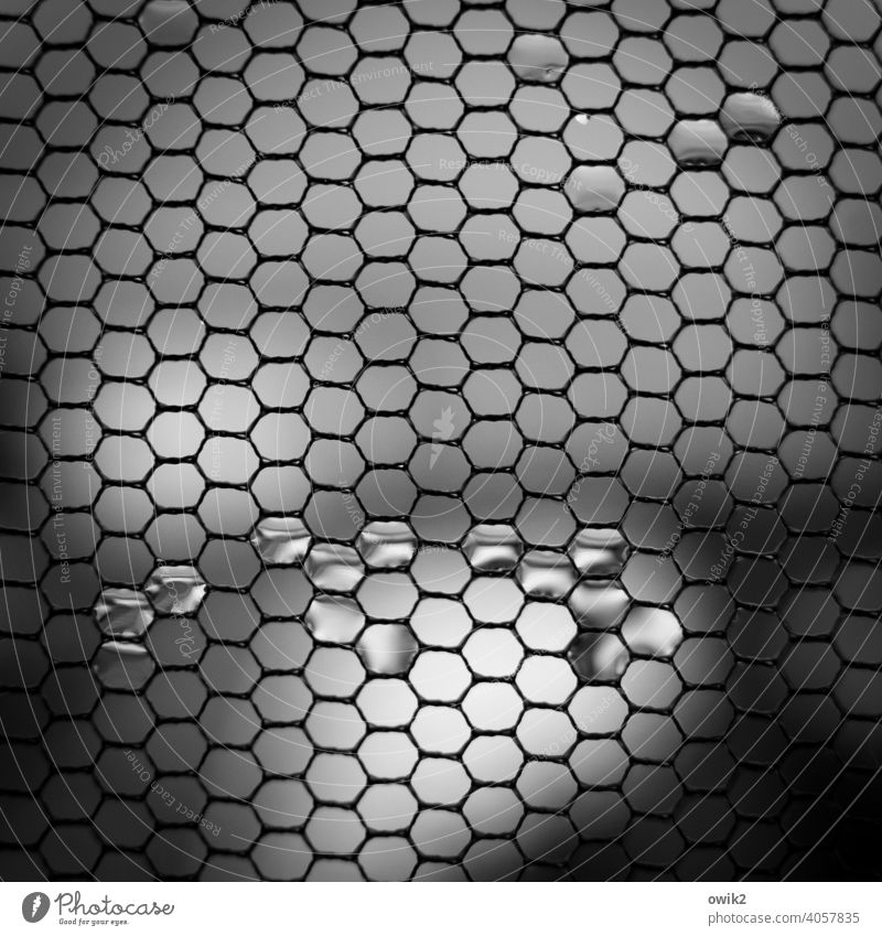 Flüssigkristall Gaze Netz Wassertropfen Zusammenhalt schwarz grau nah klein leuchten glänzend Detailaufnahme Makroaufnahme abstrakt Muster Kontrast Menschenleer