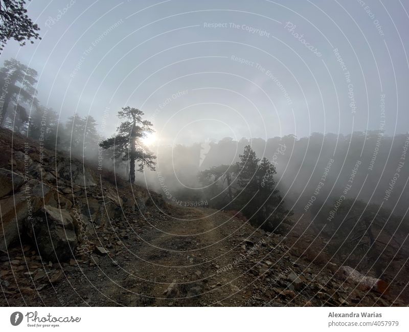 Nebel im Wald auf Zypern im Troodos Gebirge Nebelschleier Nebelstimmung Nebelwald nebelig Waldweg waldgebiet Waldstimmung Sonnenlicht Europa