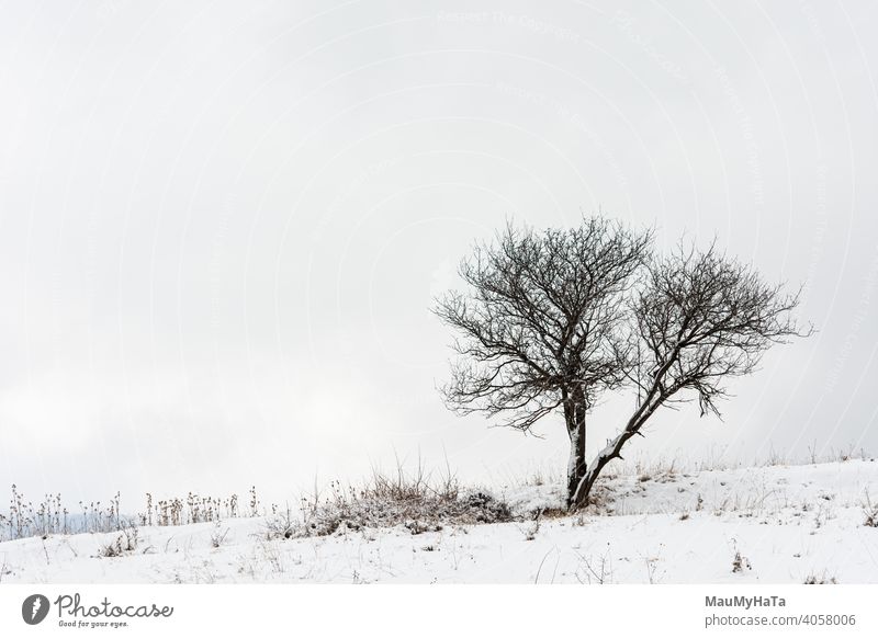 Ein einsamer Baum in einem Feld Wolken Natur Hügel Schnee nur Winter