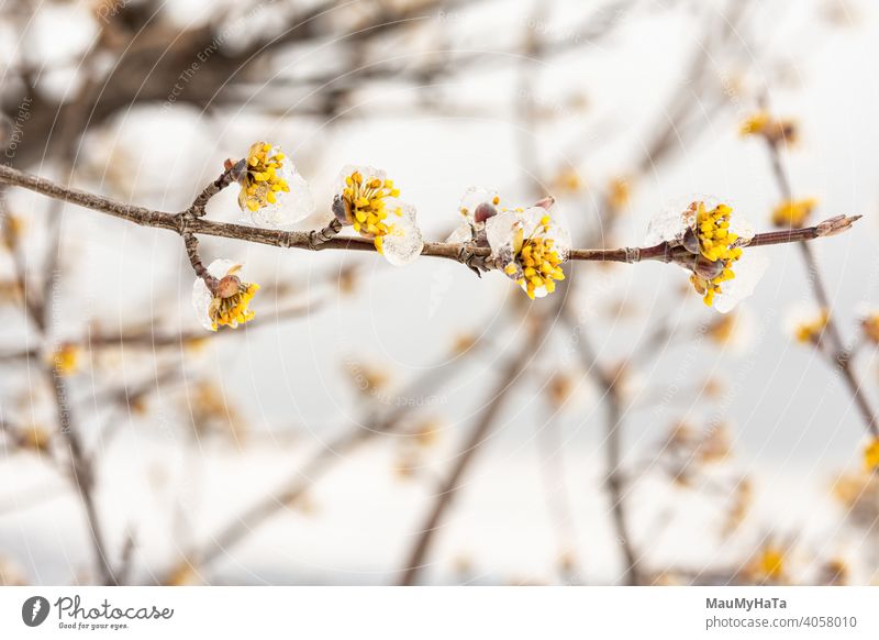 Hartriegel blühte unter einer Eiskappe Baum Wolken Natur Hügel Feld Schnee nur Winter Blüte Frühling