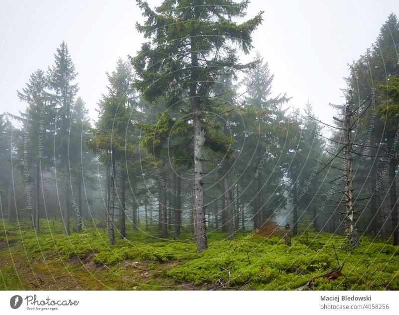 Dunkler Wald an einem regnerischen, nebligen Tag. Natur Nebel geheimnisvoll Landschaft Wildnis dunkel grün Wetter Regen Baum Umwelt Wälder Morgen natürlich
